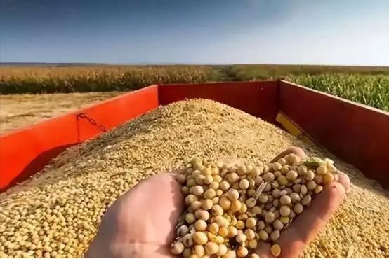 自中方兑现去年的承诺购买了1200万吨美国大豆后，美国豆农就再也没有接到订单。据