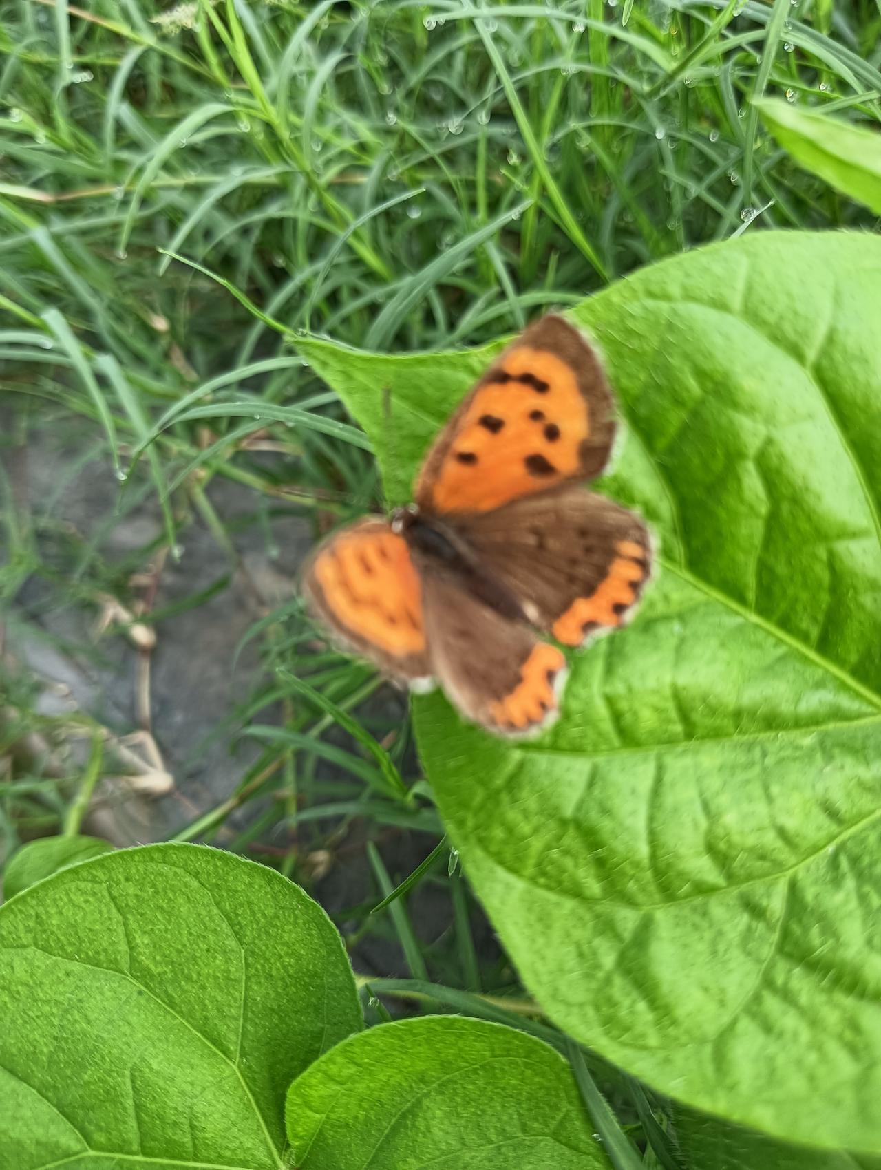 李白和杜甫的诗人朋友圈李白的朋友圈1:李白与孟浩然，孟浩然大李白12岁，