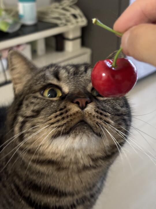 ee们，妈妈不让小猫次樱桃😭