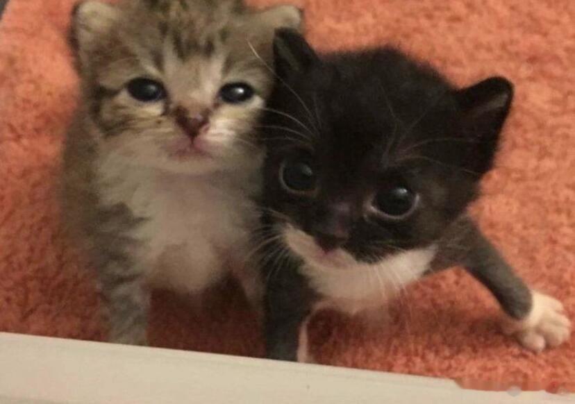 胡萝卜种植方法选地整地：选择土层深厚、排水良好、富含腐殖质的沙壤土。在播种前施加