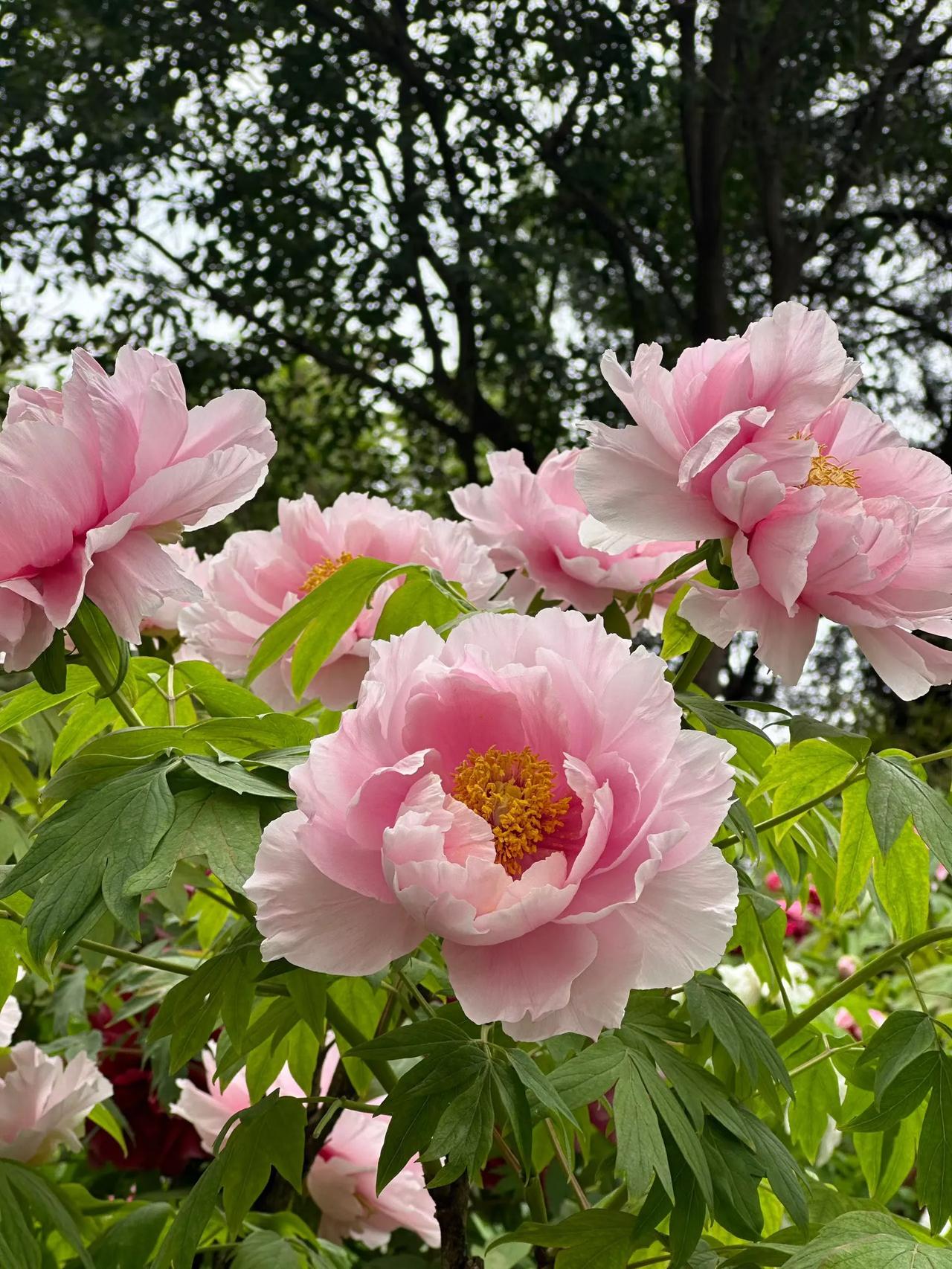 一起欣赏牡丹喽，花正艳，只等你来。牡丹盛放图洛阳牡丹盛开季