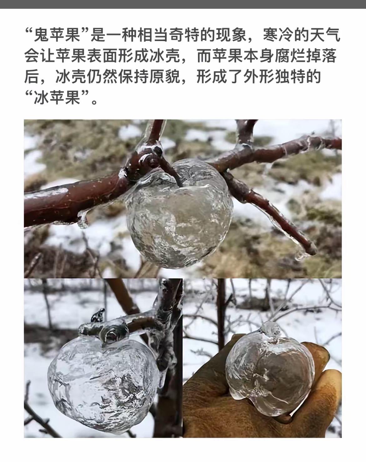 冰苹果挂在树枝上，好似晶莹的果冻。
