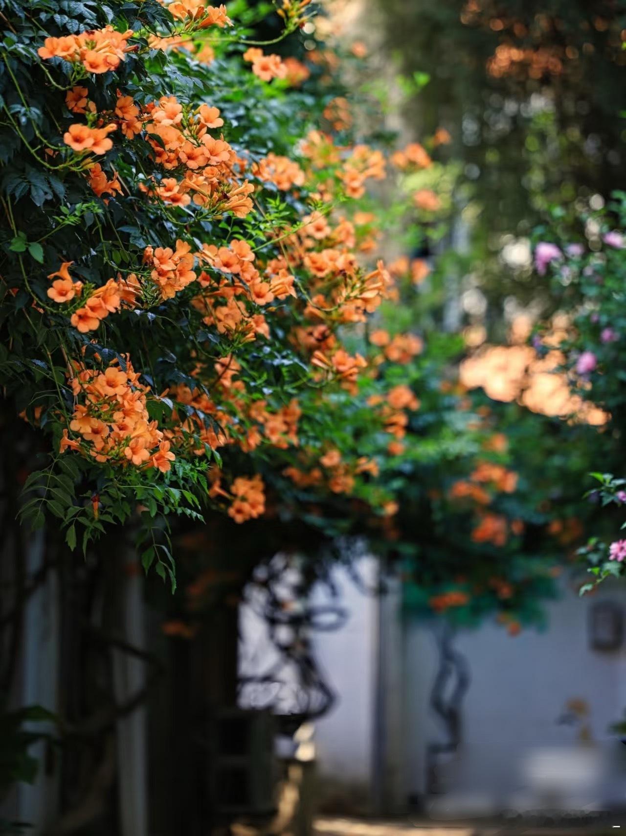 凌霄花种植养护方法1．选苗：选择枝干粗壮、根系完整、无病虫害的一年生幼苗，苗子