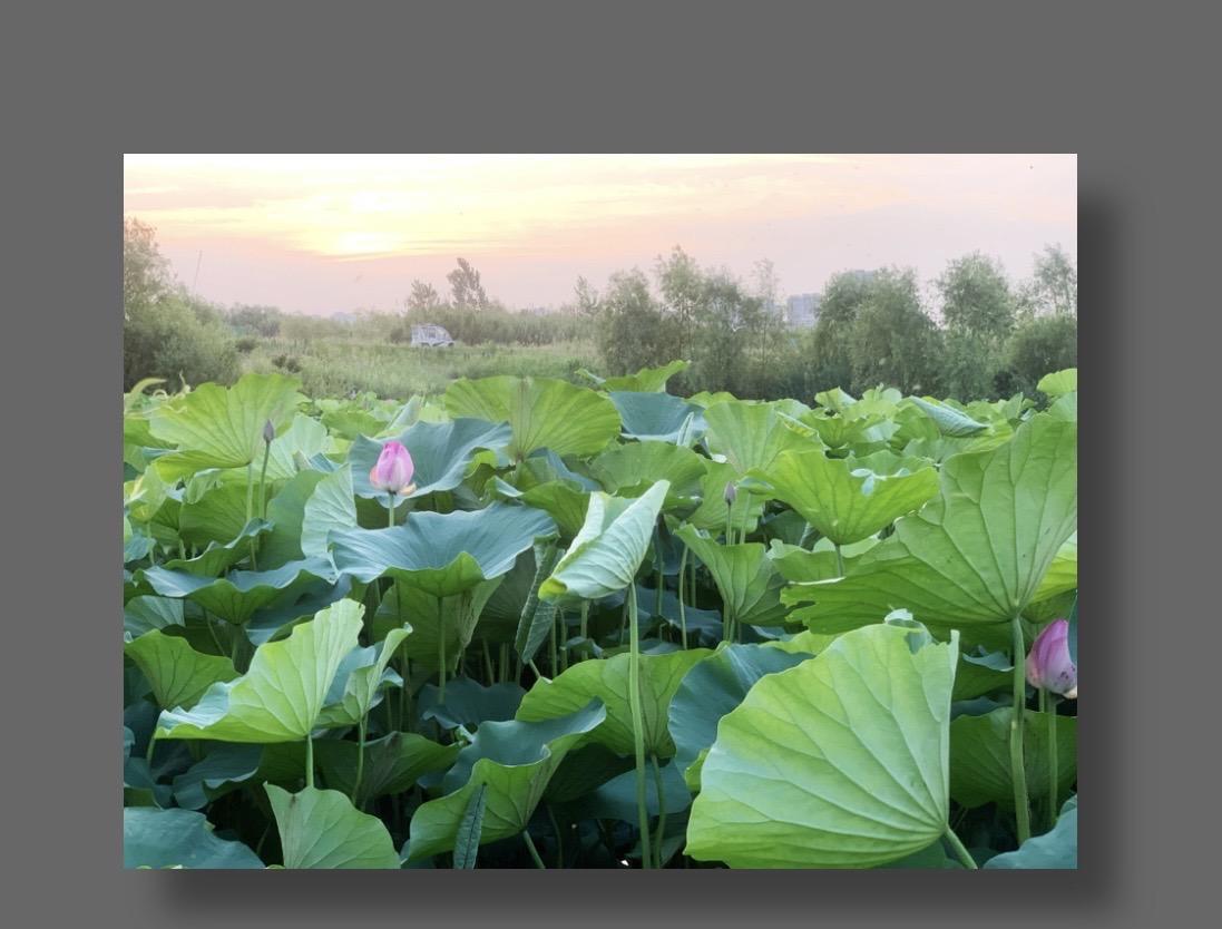 一个是木星表面照片，一个是渭河湿地荷塘！