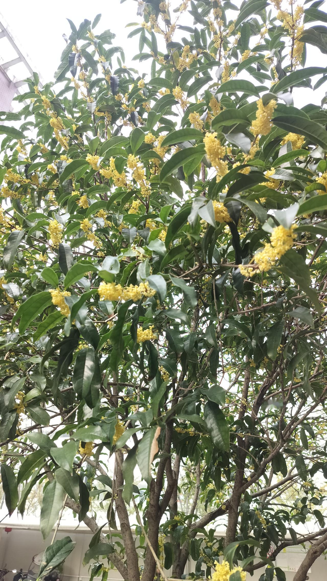 11月桂花开了，上班的路上桂花香味阵阵飘来，园区里一整排的桂花全开了，整个园区都