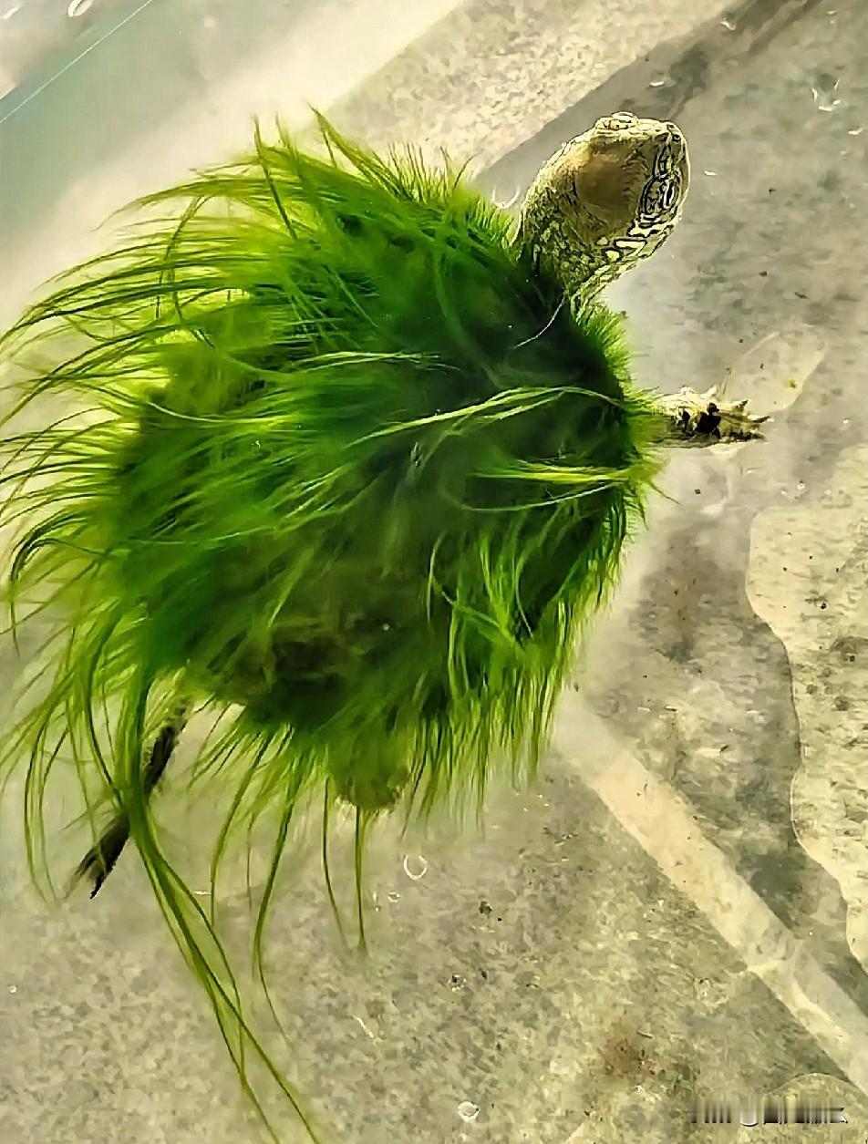 运动带来的健康，永远排在睡眠，情绪，饮食之后！事实上，过量的运动反而会加速衰