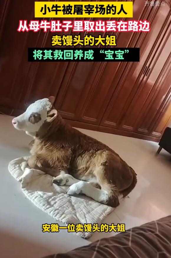 2026年5月初，安徽一位卖馒头的大姐，用一次偶然的善举，改写了一头新生小牛的命