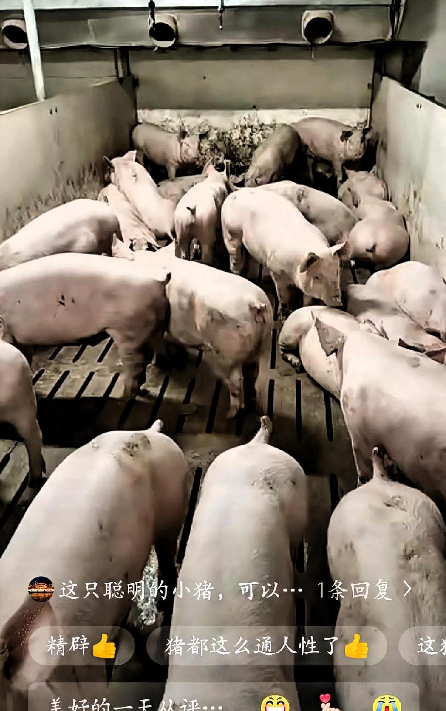 “哈哈，笑不活了”近日河北某养猪场里的一只猪，只要饲养员在猪栏外做出招手示意的手