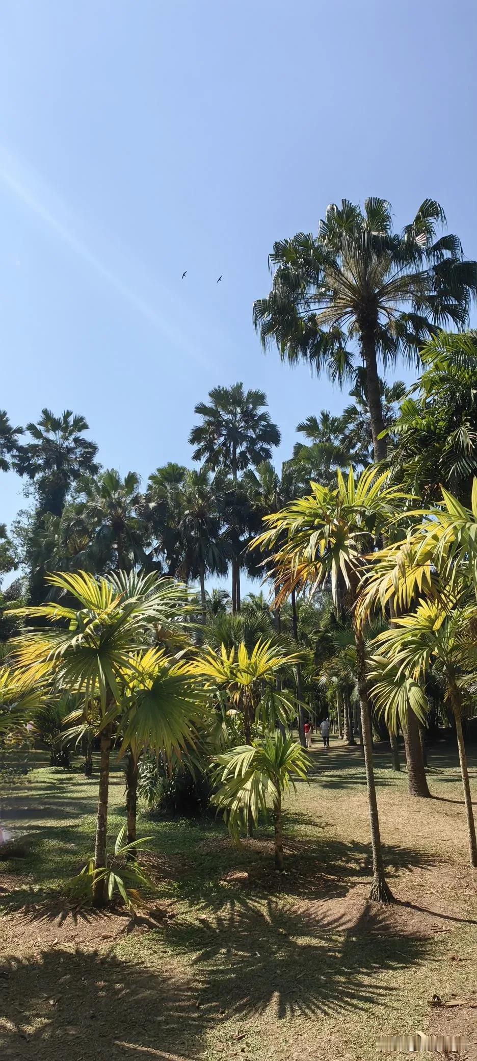 中科植物园--罗梭江畔碧葫悬，万木藏幽别有天。‌‌