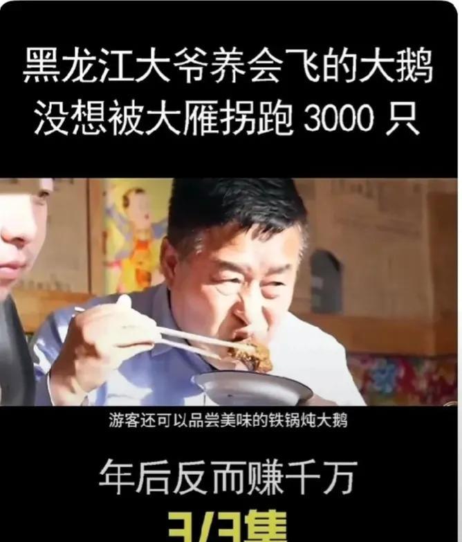 现代版塞翁失马！黑龙江一位大叔养的家鹅被突然而至的大雁拐跑了3000多只，之后一