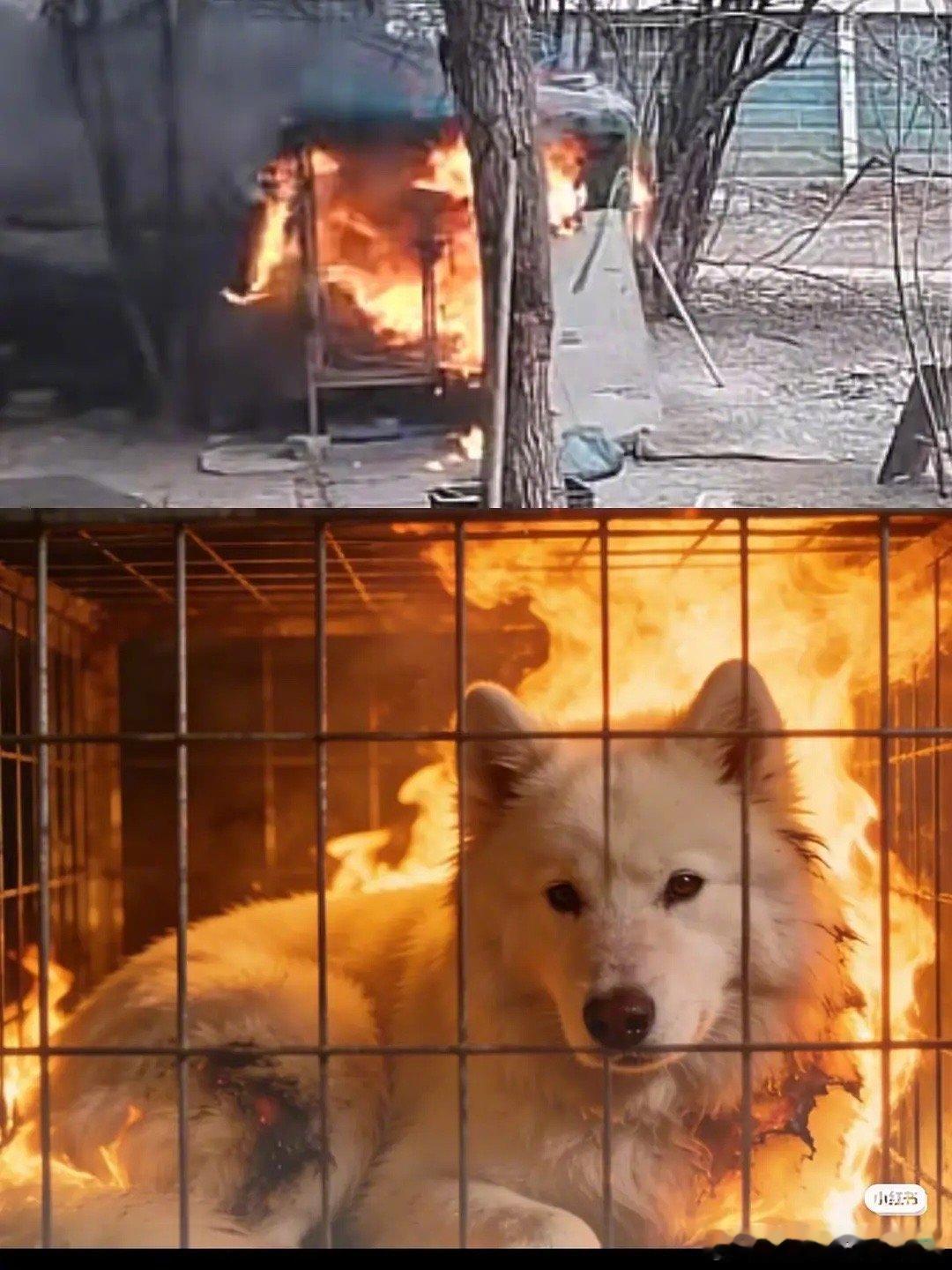 连云港火烧萨摩耶的新闻，每看一遍心里都会不舒服