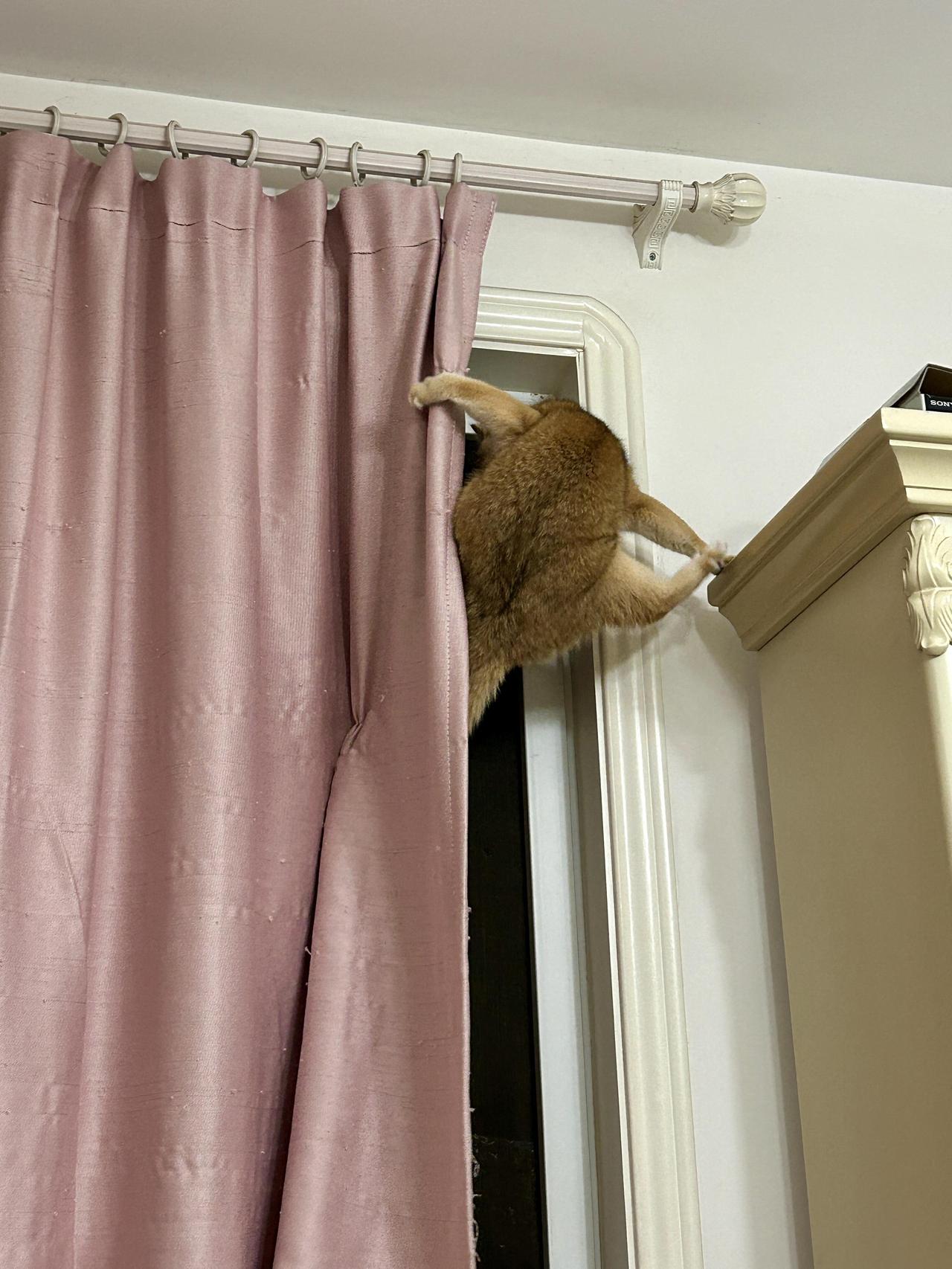 这到底是什么生物😒😒😒