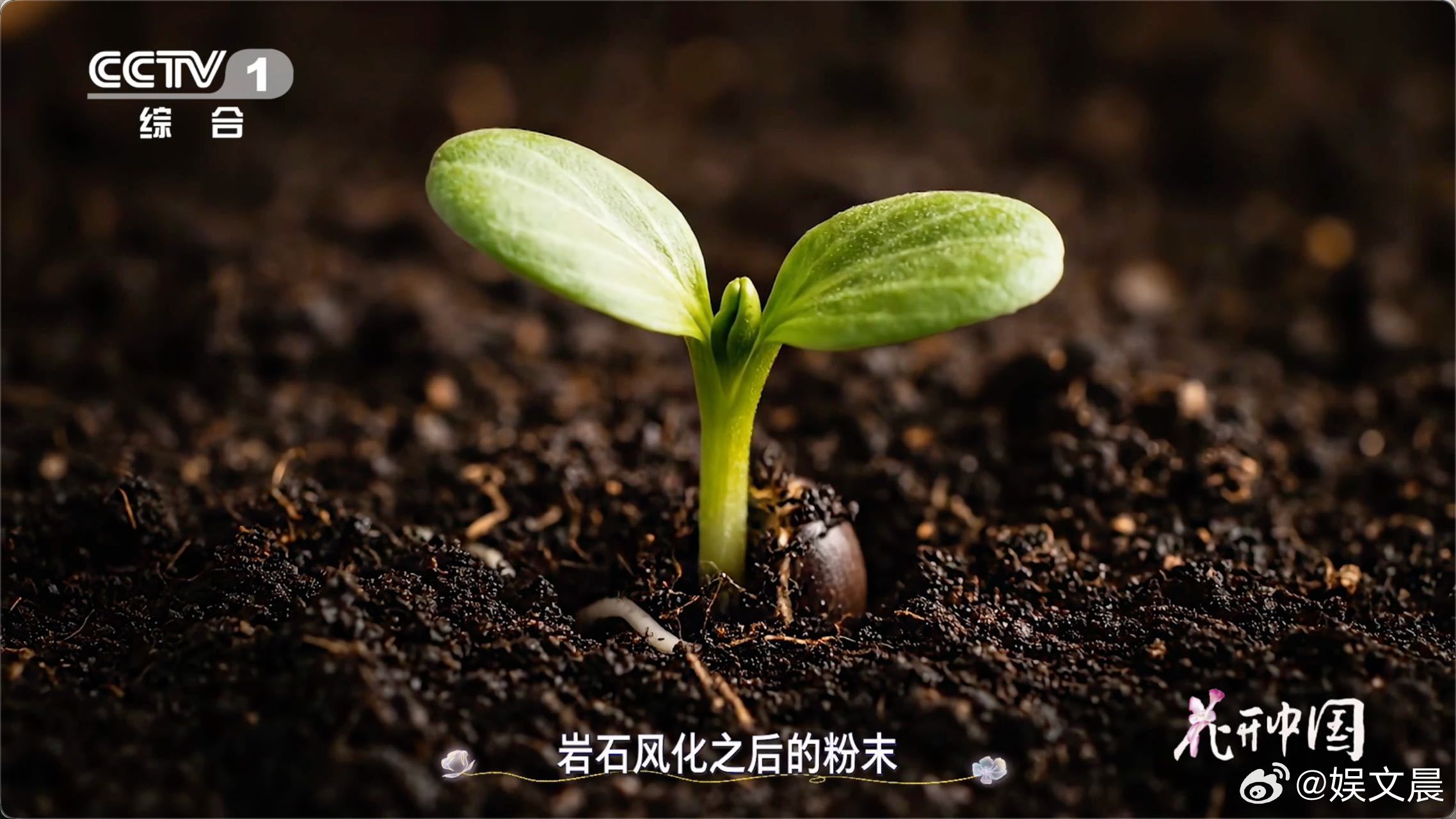 无土地球到沃土遍布，是地衣苔藓当“开荒者”，耗亿年将硬岩化母质、攒有机质，孕育土