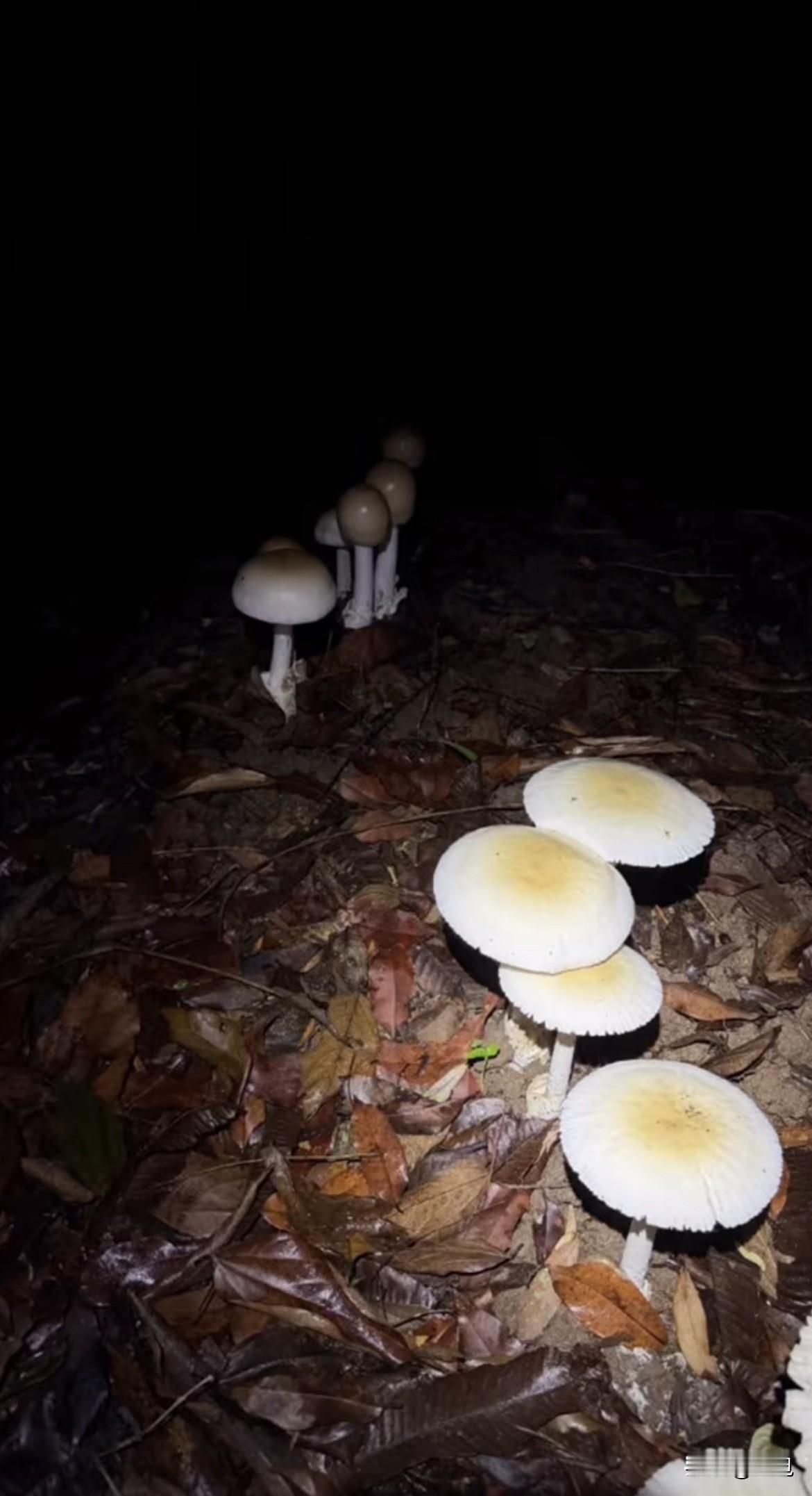 AI可能真不如一头猪。你信不信，猪在野地里拱东西，知道哪些有毒哪些没毒。但咱们