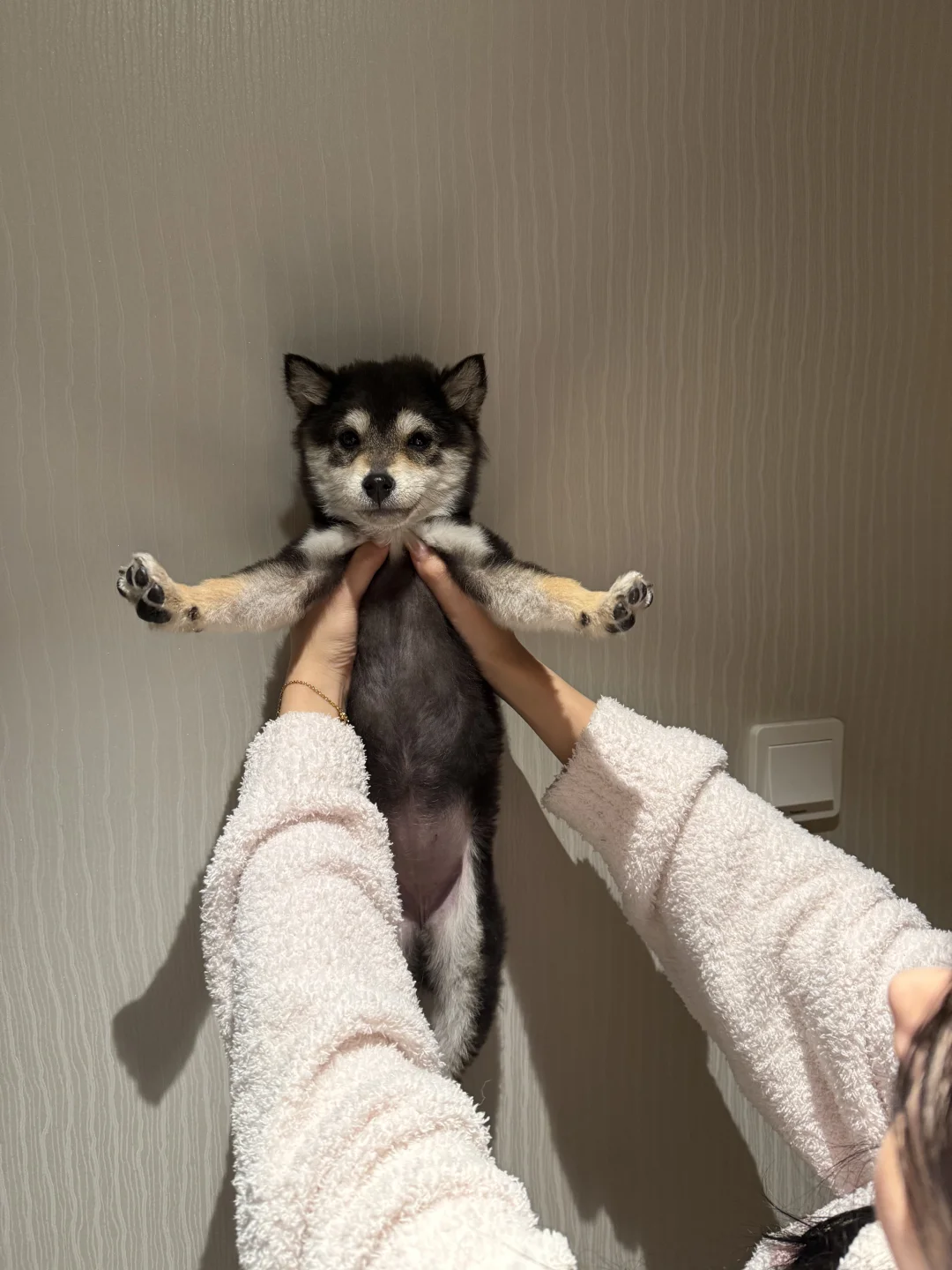 🈲养烈性恶犬 说的是我们吗