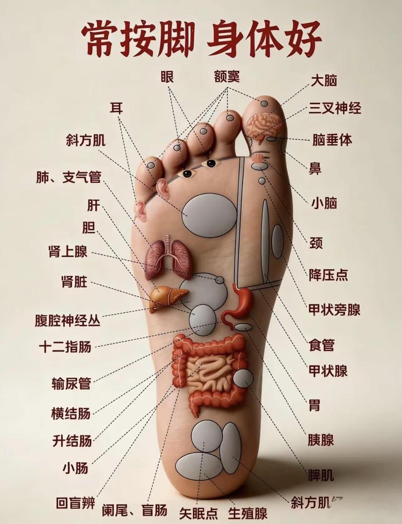 常按脚，身体好！记得收藏！健康知识科普健身科普每天跟我涨知识穴位养生