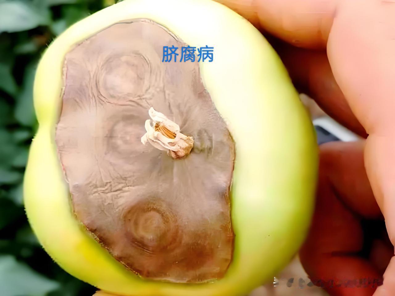西红柿烂果别慌，4个不同病！菜友一看就会西红柿烂果就4个原因，对应治法超简