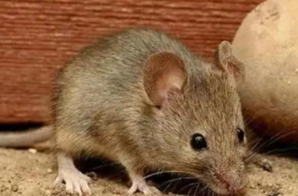 为什么农村老鼠越来越少了？一位60多岁的农户直言：这几年回头一看，老鼠确实没以前
