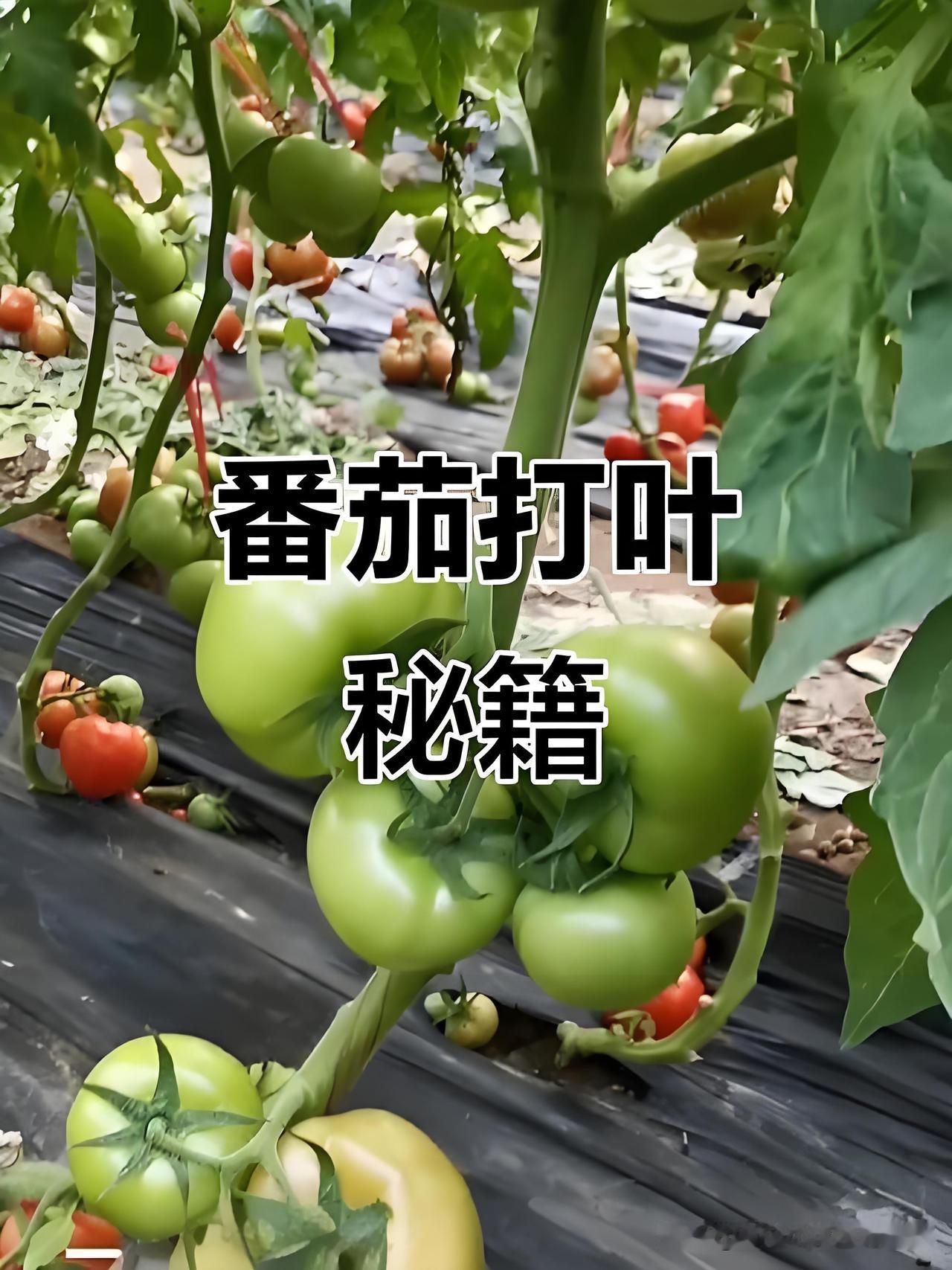 露天西红柿熟得慢？你是不是着急胡乱打底层叶片?网上不少说法误导新手菜友，说