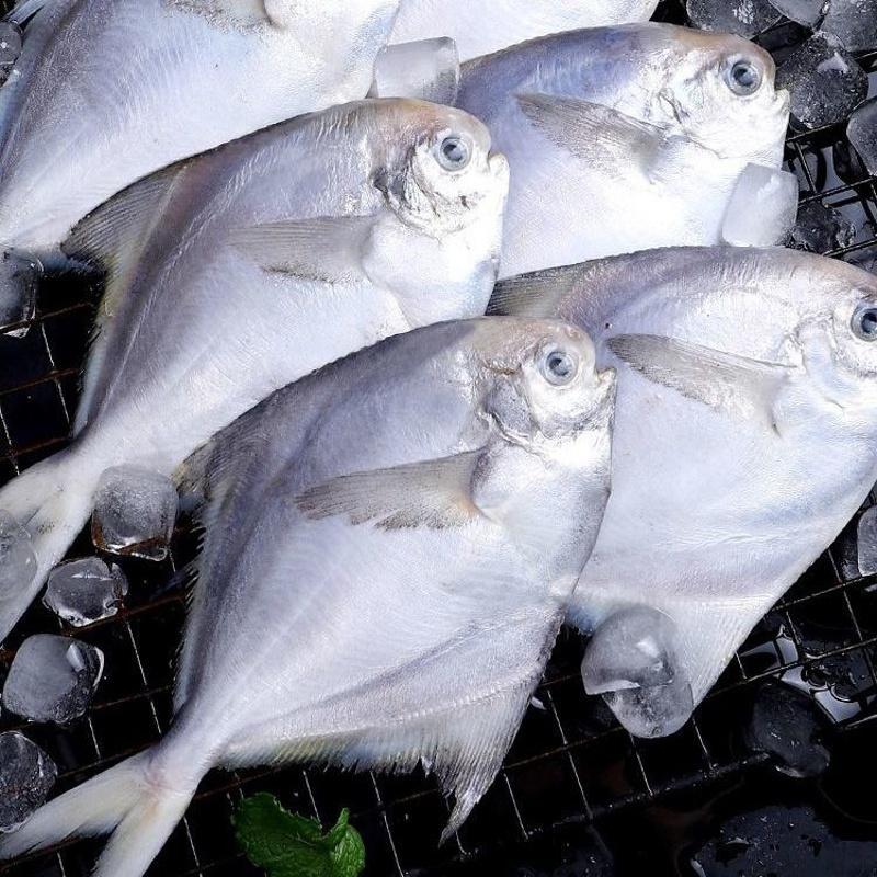 10种常见海鱼避坑指南1、大黄鱼95%都是近海网箱养殖，野生的非常稀少。
