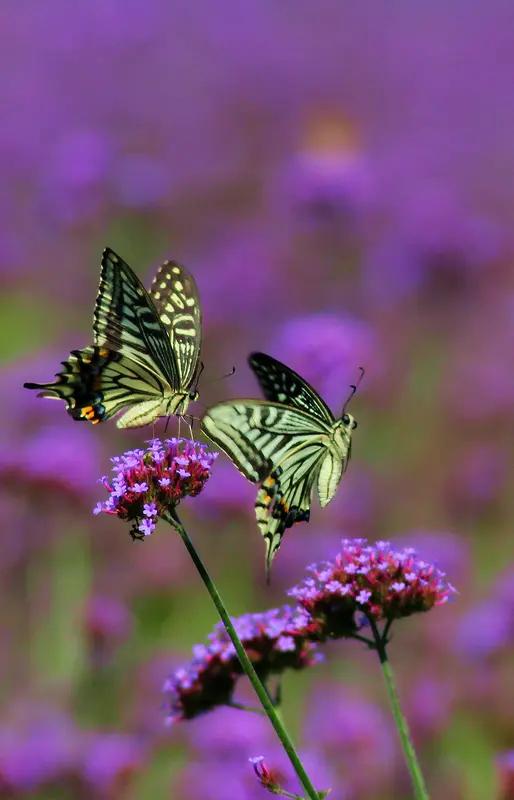 相思河畔风撩柳，求下联？