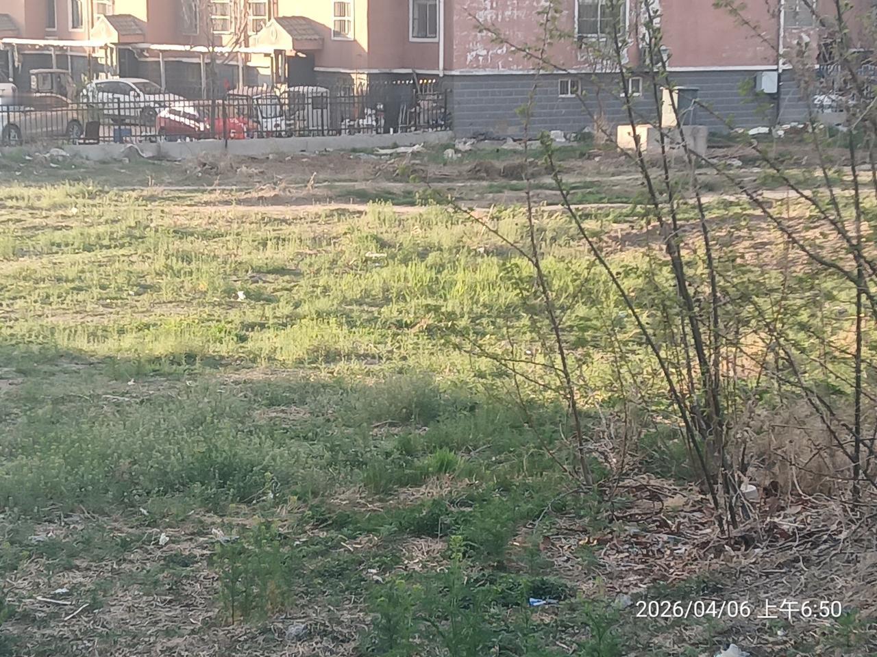 真是宁为荒草地，也不为停车场啊！小区西边，运河东岸河堤下头，有一片荒地，长满