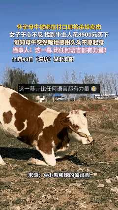 湖北一女子在村口遇见了一头母牛被绑在村口，一打听才知道这头牛要杀掉卖肉，于是就找