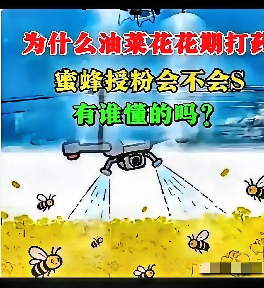官方回应油菜喷药致蜂农损失惨重！在国际形势非常紧张的情况下。这事绝不简单！蜜蜂