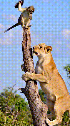 狮子：杆上一瘦猴，馋的我口水流。几次攻未果，砸的我晕了头！[捂脸哭][我