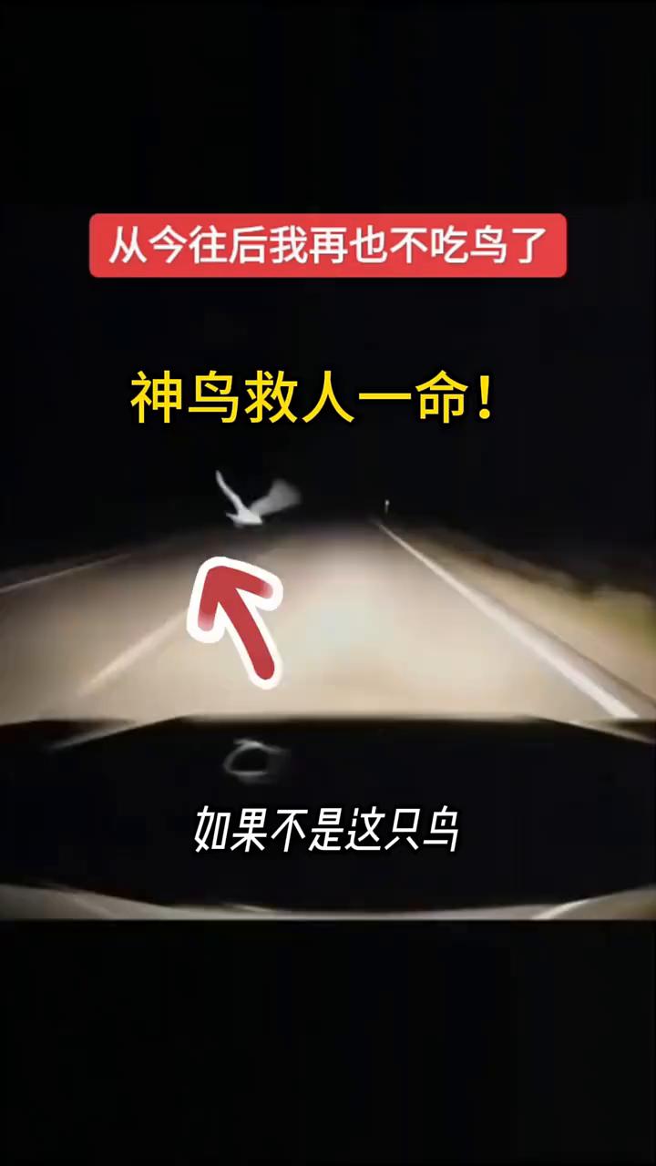 如果不是这只鸟，男子真的见不到明天的太阳。当这只鸟出现的时候，男子本能性的刹车，