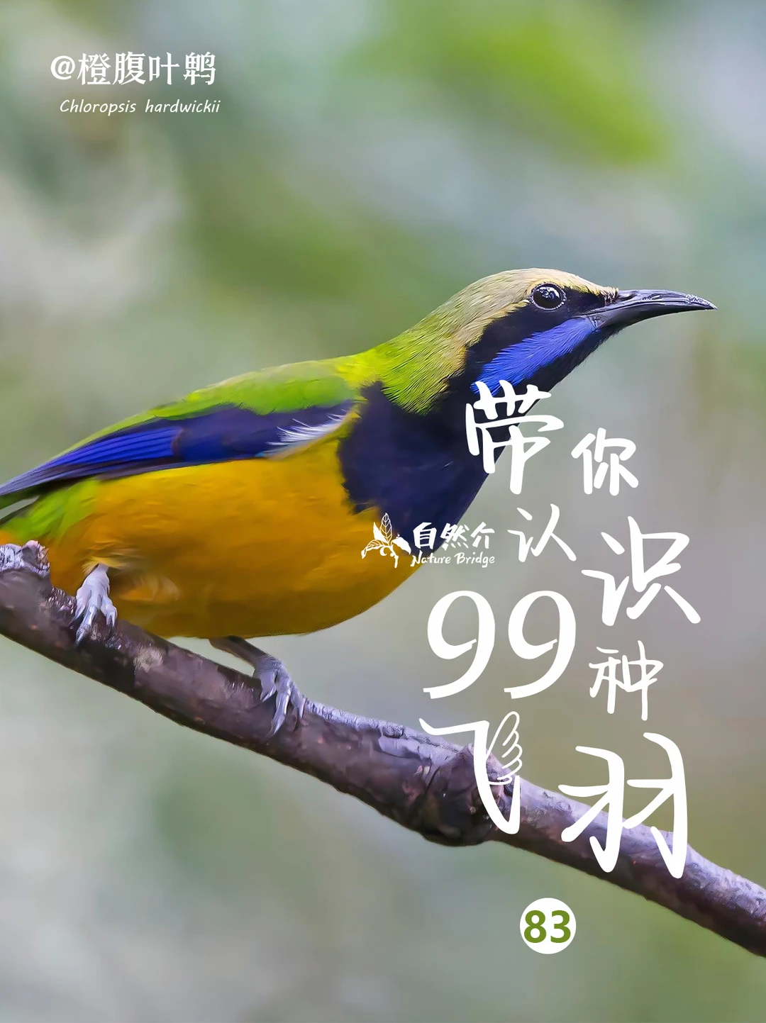 带你认识99种羽毛–橙腹叶鹎