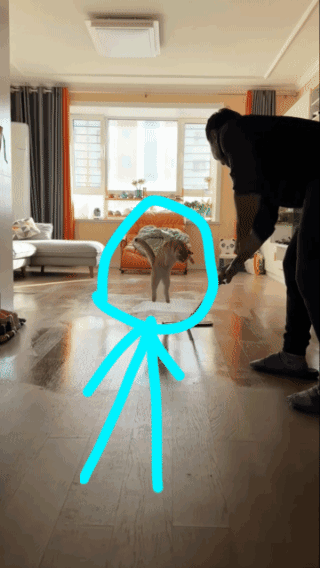 热恋中的猫猫，心情无比舒畅！一改往日的无精打采，亦步亦趋，配合主人上下跳