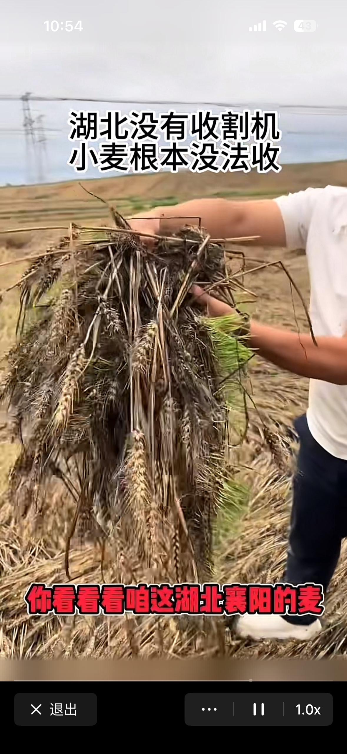 发现一个奇怪现象，湖北的小麦宁愿烂在地里，如果没有收割机的话也不会去收割，就这样
