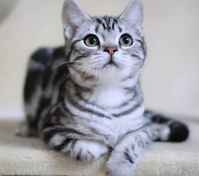 中国人为啥不吃猫肉？这个问题早就有人替大家试过水，李时珍也把结论写得明明白白，古