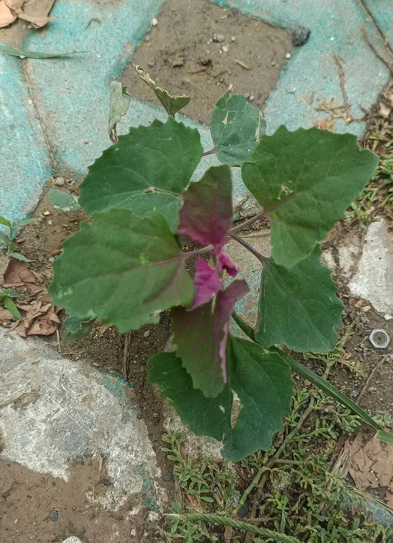 我发觉如今婆媳之间要搞好关系实在是太难了。现在婆媳关系的紧张，很大程度上