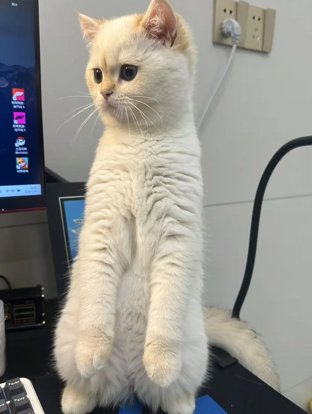 天塌下来有咪顶着