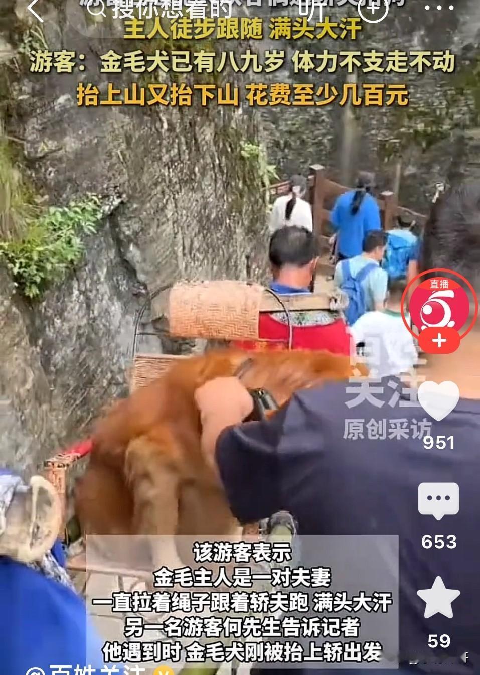 笑不活了！湖北恩施大峡谷，一对夫妻带着金毛去旅游，金毛太胖了，走半路就趴窝了。