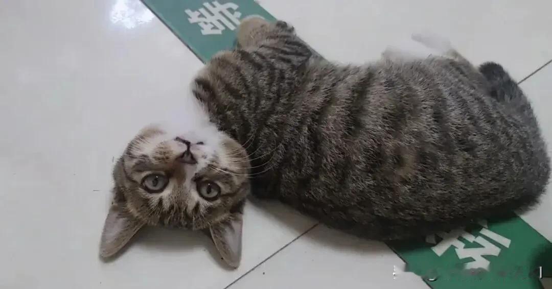 早晨去银行取钱，门口趴着一只狸花猫，我用脚轻轻把它往一旁踢了踢，没想到猫咪顺势躺