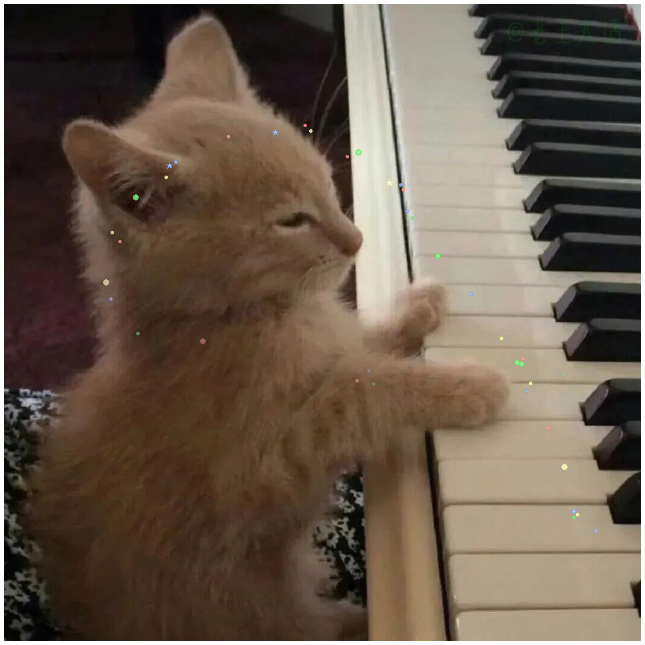 小猫乐队来了🎸