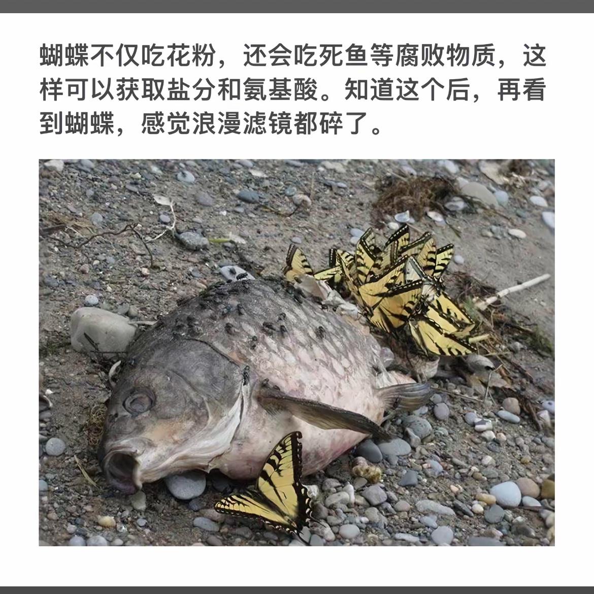 蝴蝶吃死鱼？揭秘大自然的秘密！🦋🐟