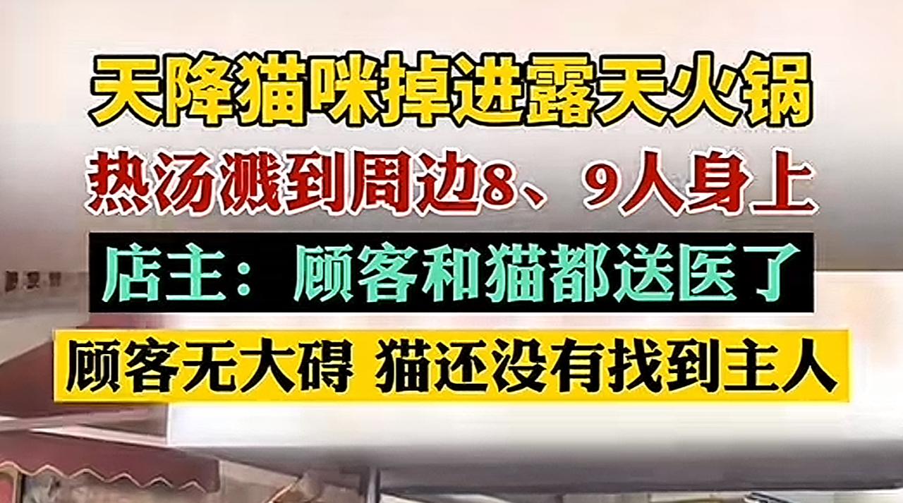 重庆老板大义！5月2日，重庆一家露天火锅店，很多顾客正在用餐，突然一只野猫从楼上
