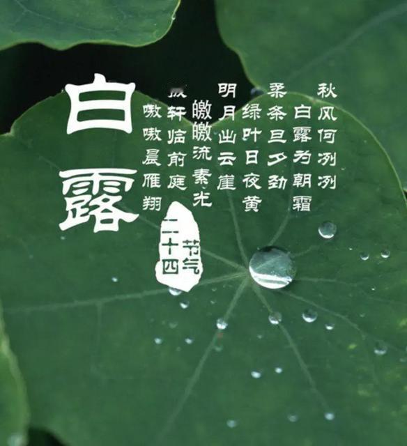 "早白露冻死牛，晚白露暖烘烘"，明日白露，今年冬天冷到哭？明天（9月7日）将