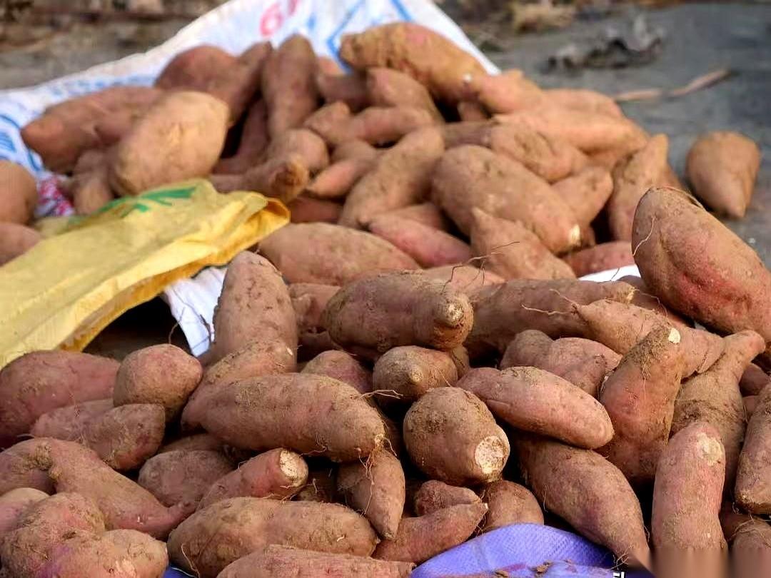 卖了12箱红薯，光运费就搭进去180块。为了凑齐这120斤能拿出手的货，我撅着