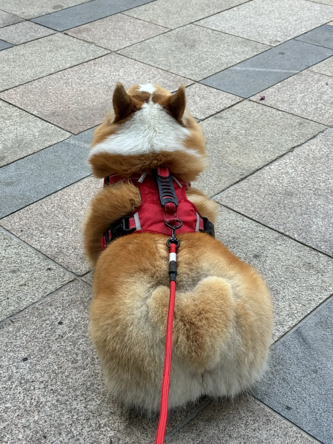 是谁家的肉团子这么圆啊