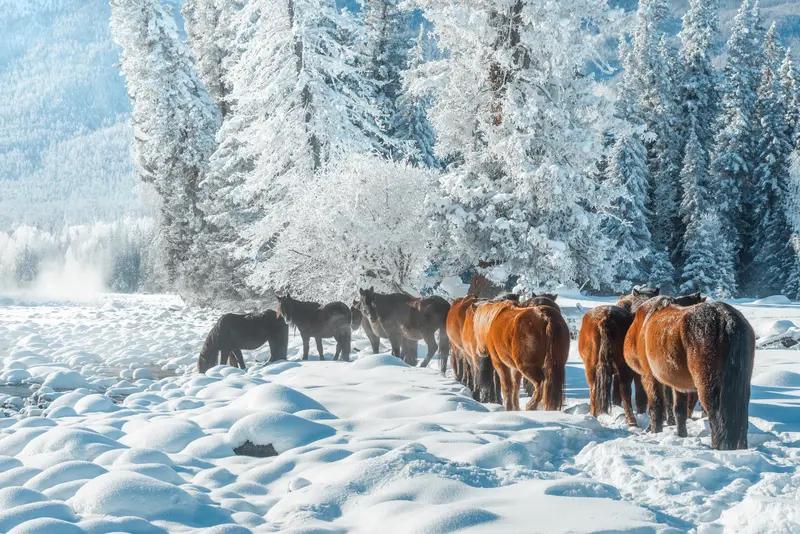 2.8亿次围观新疆雪景，这热度可不是盖的！近期新疆乌鲁木齐、阿勒泰等地推出“雪假