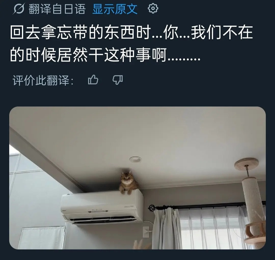 家里有猫再也不用踩着凳子擦高处的灰了