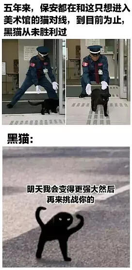 关于小猫的梗图🦴
