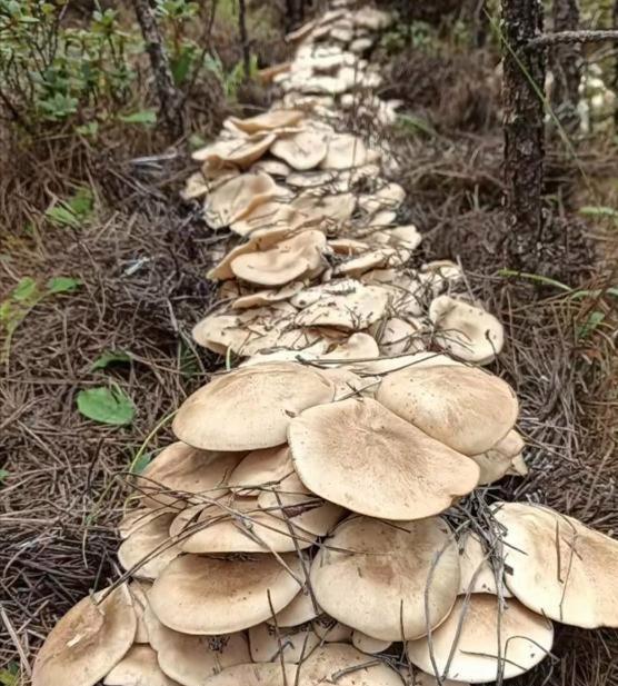 漫山遍野全是菌子，不知道能不能吃，先捡回家再说