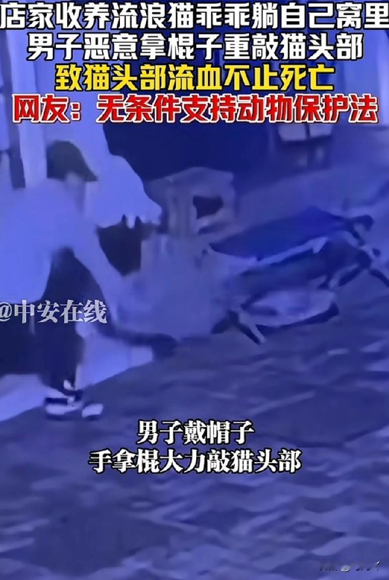 虐猫的人是不心理变态，为什么这么恶毒？12月2日，广州一个店铺老板说，前一天