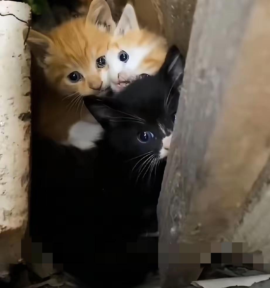 天天就知道咪咪叫，还把我沙发抓得全是印子，看着就闹心。早上实在没忍住，一生气就